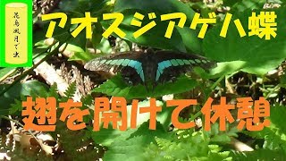 アオスジアゲハチョウ　吸水・産卵