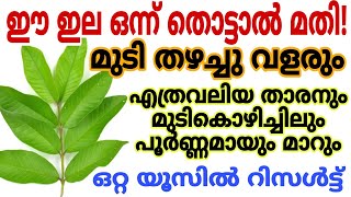 എത്ര വലിയ മുടികൊഴിച്ചിലും താരനും പേരയില ഉപയോഗിച്ച് ഒറ്റ യൂസിൽ കളയാം മുടി തഴച്ചു വളരും|Hair Growth