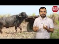 भैंस पालन cow dairy farm vs buffalo farm bhains palan buffalo dairy farm best dairy farm