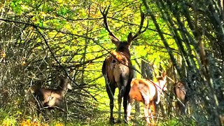 Олени в лесу. Большое стадо на просеке. Гон почти закончился || Deer in the forest after the rut