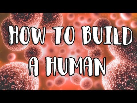 Can you build a human?