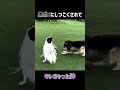 黒ポメにキレちゃった狆【猫みたいな犬】