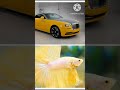 betta fish . vs . rolls royce