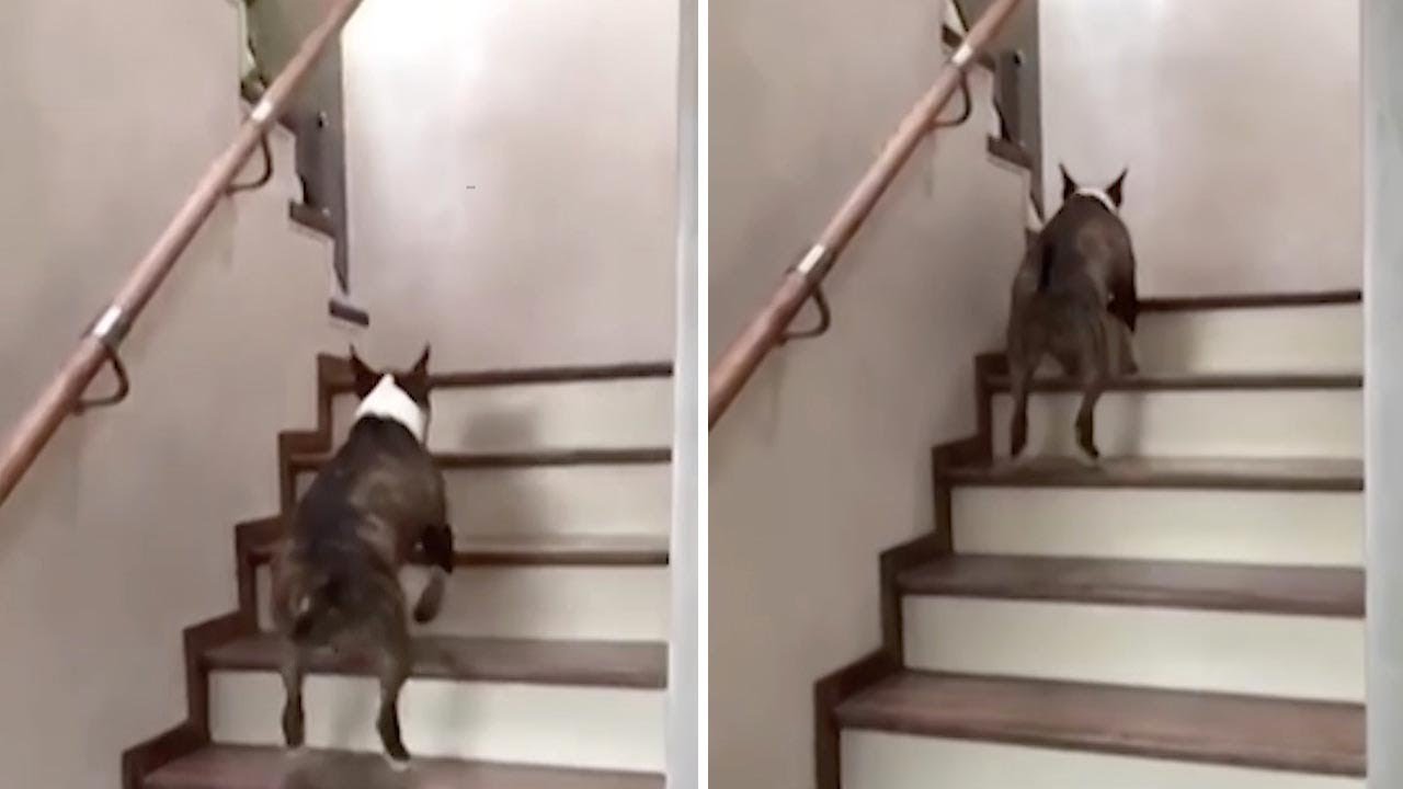 Dog Jumps Down Stairs Csgo At Neal Ching Blog