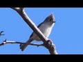 oak titmouse