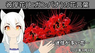 【日刊動画】2019年9月9日 彼岸花(ヒガンバナ)の花言葉