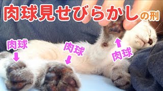 【肉球見せびらかしの刑】飼い主の腕枕でぐっすり眠る子猫に判決！