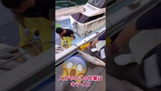 愛媛県八幡の魚市場へ来ないか言われたけん　行きやしたぜ♩　#shorts