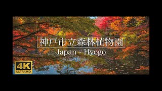 【4K】2019年11月16日 兵庫県 神戸市立森林植物園   紅葉 | Japan Hyogo