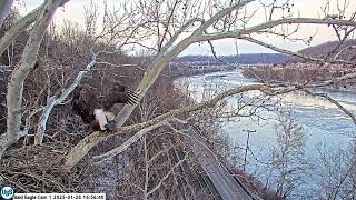 USS Bald Eagle Cam 1 on 1-26-25 @ 16:56 Irv does unusual spin to position for mating