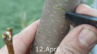 Tree Grafting Method Parasite