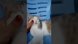 என்னோட ஒரே சொத்து Silly meow cat 🐈#shorts#short#subscribe#shortsfeed #catvideos#funny #cat#tranding