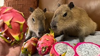 I Fed Dragon Fruit to Capybaras (Gort Dies)