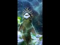 El ANCISTRUS que actúa en el acuario. #SHORTS VIDEOS. Videos cortos YouTube