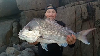 Snapper, groper, drummer off the rocks