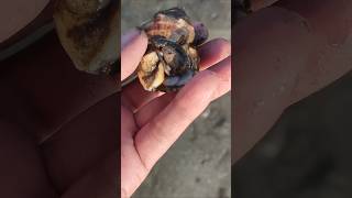 Crab inside the seashell #seashells #seashell #shorts