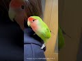 なんだかんだで付き合うインコ コザクラインコ