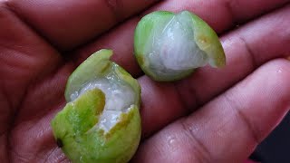 Jaboticaba Escarlate Tasting - ಜಬೋಟಿಕಬಾ ಎಸ್ಕಾರ್ಲಟ್