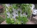 Impilo Projects Aeroponics (Growing towers)