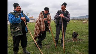 Momarlanii nostri din Petrila si-au adunat oile intr-o turma mare in TARA HATEGULUI!