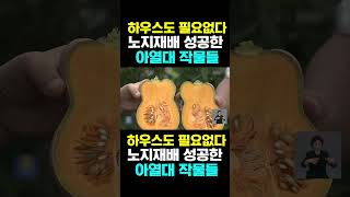 [한국농수산TV]  하우스도 필요없다 노지재배 성공한 아열대 작물들