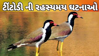 ટીંટોડી ની રહસ્યમય કહાની || અદભુત ચમત્કાર || titodi fact about || ટીટોડી જાણકારી