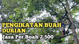 PROSES PENGIKATAN BUAH DURIAN di Kebun Durian