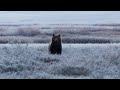 Real life grizzly encounter caught on video. Yellowstone National Park