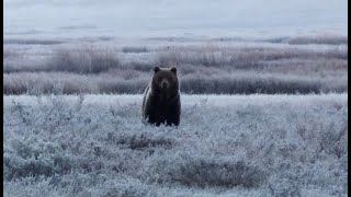 Real life grizzly encounter caught on video. Yellowstone National Park
