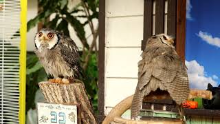 【掛川花鳥園】アフリカオオコノハズク ポポ ココ 霧吹きによる水浴び～その後