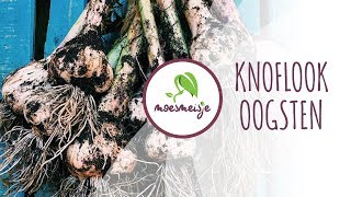 Knoflook oogsten | Wanneer kan ik knoflook oogsten? | Moesmeisje