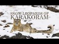 The Future of Snow Leopards | Snow Leopard Documentary