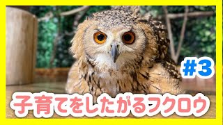 【貴重映像】今年も子育てをしたがるフクロウ#3【ベンガルワシミミズク】