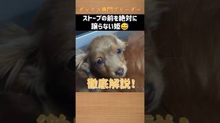 【神業】これで解決！ストーブ前のわんちゃんを…　#ブリーダー直販 #ミニチュアダックス子犬 #ミニチュアダックスパピー #子犬 #ストーブ