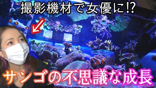 【海水魚水槽】サンゴの不思議な成長と撮影機材が女優バリになった件❗️my coral aquarium MOAMOAちゃんねる