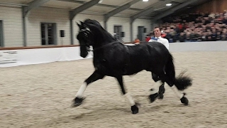 Jasper 366 'The King' en Siert 499, hengstenshow stal de Mersken!