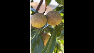 GROWING BIEW KIEW LONGAN FRUIT IN PASO ROBLES ZONE 8B/9A