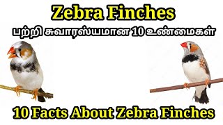 Top 10 Interesting Facts About Zebra Finches in Tamil