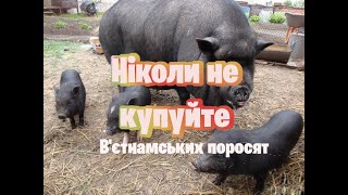 Ніколи не купуйте в'єтнамських поросят...