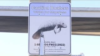 More manatee deaths reported