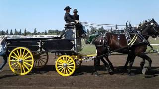 Vermilion hevy horse with wagon parade