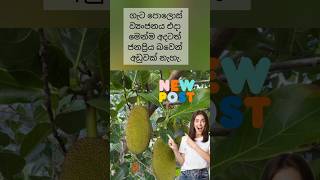 පොලොස් වල මේ විශ්මිත ගුණ10 දන්නවාද?#shorts #food