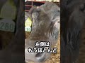 【10日目】皮膚病の治療