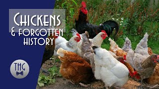 Why did the Chicken Cross the Road? Chickens and Forgotten History