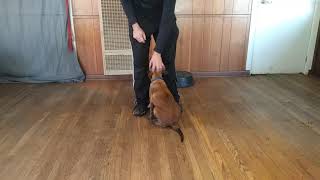 Clicker training a Belgian Malinois , force free training