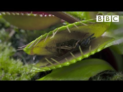 Life - Venus Flytraps: Jaws of Death - BBC One Life - Venus Flytraps: Jaws of Death - BBC One