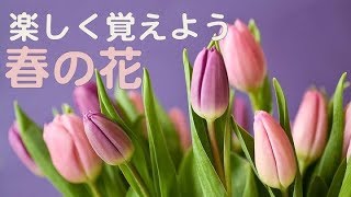 【小学校受験対策】　春の草花を覚えましょう