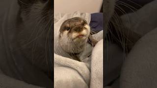 Otter Qoo tired of waiting for his mom who has zooming since morning🥰🦦|Cute Otter #ytshorts #viral