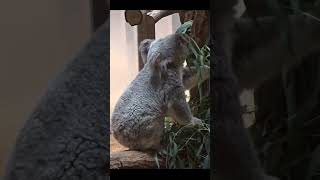 コアラ🌺ご飯よく食べるよ★東山動植物園★koala★Higashiyama Zoo in Japan