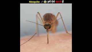 How 🦟😨 mosquito sucks blood ll #facts #shorts #mosquito